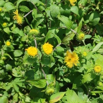 野生水葵花种子水朝阳旋覆花野葵花水朝阳旋覆花多年生草本