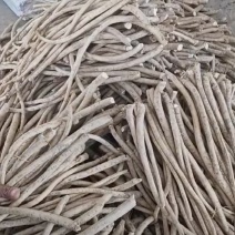 出售优良辣根种15万斤。