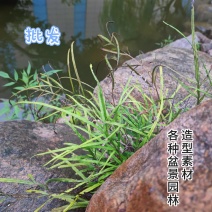 园林盆景造型素材老桩类蕨类苔藓类菌类花草类怪石类原生采