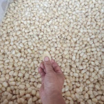 大批量供应精品泡藠头