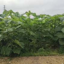 泡桐树苗紫花泡桐改良品种泡桐树苗全网供应优质货源农场育苗