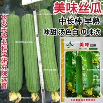 春润美味丝瓜种子早熟汤色白中长棒丝瓜种籽