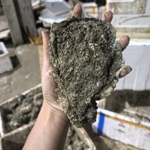 湛江白蚝肥鲜美规格:大蚝欢迎询价