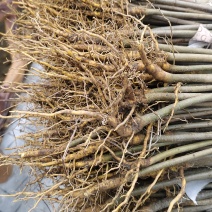 厚皮川黄柏苗木