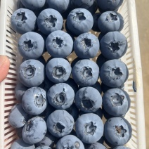 山东日照莒县蓝莓大量上市价格不高