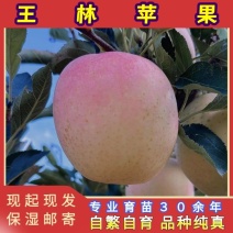 王林苹果树苗-雀斑美人苹果品种纯真基地直发成活率高