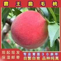 霸王脆毛桃苗（大果型毛桃）品种纯真基地现起现发