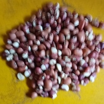 江豆