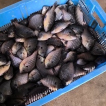 活鱼冰鲜太阳鱼，1.8-3两