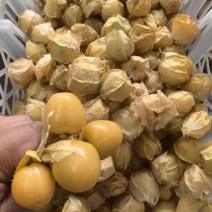 金童黄姑娘种子香甜可口皮薄肉厚甜度高蔬菜水果种子北方特色
