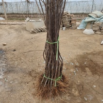 矮化自根砧苹果苗基地，众成华硕秦翠月香