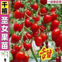 红圣女果苗黄圣女果基地直发