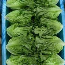 邯郸本地精品罗马，云南精品意大利生菜