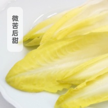 品质优越的金玉兰菜
