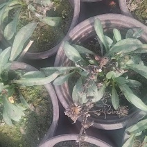 荷兰菊