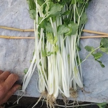 白芹菜