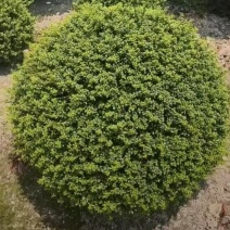基地大量出售冠幅120厘米龟甲冬青球