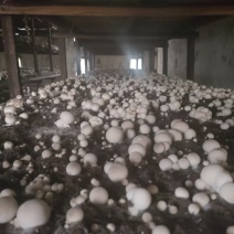 鲜草菇