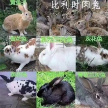 大型新西兰肉兔活物、比利时棕色花黑黄花肉兔活物月月兔