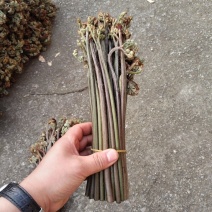 贵州蕨菜保持每天出货鲜货