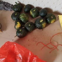 南瓜，每天几千斤