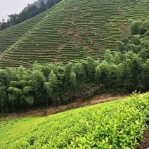 安吉白茶、安吉奶白茶（黄金芽）销售