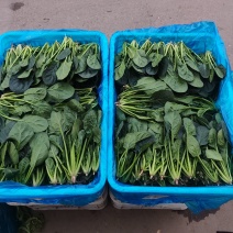 菠菜