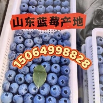 山东蓝莓产地价格优惠大量上市，全国发货欢迎咨询电话