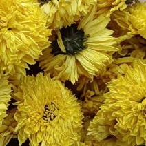 桃菊