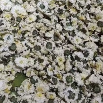 贡菊