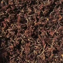玉兰玉兰花