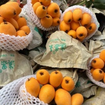 【推荐】云南红河精品琵琶量大从优对接各大批发市场
