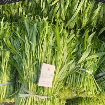 博白空心菜漂亮货