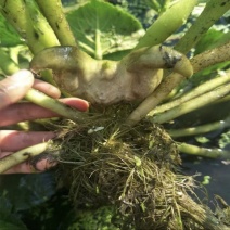 菱角种菱角苗菱角种苗青菱角种子种苗大菱角菱角