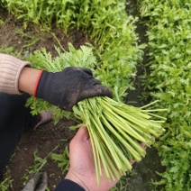 茼蒿/小叶茼蒿/精品货/通货/产地直发全国