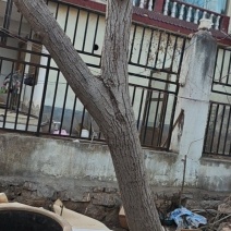 一棵核桃树，种了14年，不想要了。