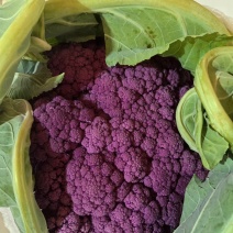 紫花菜苗黄花菜苗寿光育苗场基地直发现苗定金留货