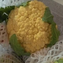 紫花菜黄花菜苗育苗基地直发量大从优