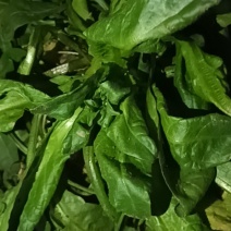 荠荠菜