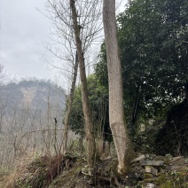 杜仲树