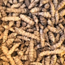 螺丝菜玉环种子