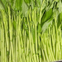 大叶白梗空心菜，大量上市，全年供应，量大的来