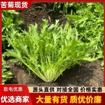 【实力商家】产地直发【诚信经营】保质保量【量大从优】苦菊