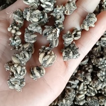 猫爪草
