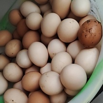 土鸡蛋