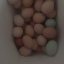 土鸡蛋