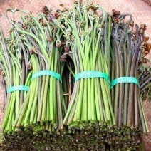 江西野生蕨菜甜蕨