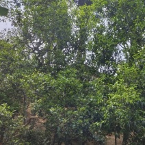古树茶，寻找买家，需要的老板联系