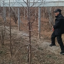 冬枣树苗