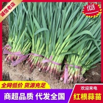 红根蒜苗青蒜苗产地直发量大从优质量保证诚信经营欢迎咨询